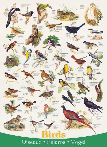 puzzle-1000-birds-6000-1259-kod-producenta-6000-1259