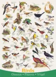 puzzle-1000-birds-6000-1259-kod-producenta-6000-1259