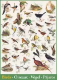puzzle-1000-birds-6000-1259-marka-eurographics