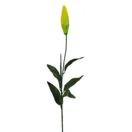 lodyga-do-lilii-10-szt