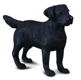 pies-labrador