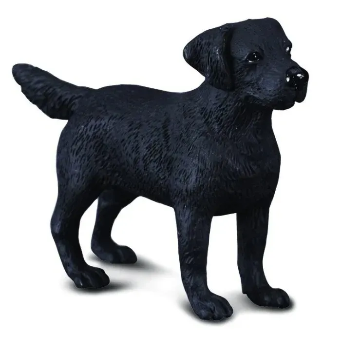 pies-labrador