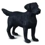 pies-labrador-stan-nowy