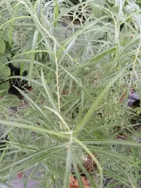 wierzba-rokita-rosmarnifolia-puszysty-dywan