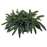 bucephalandra-biblis-koszyk-holandia-o-55-cm