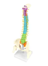 kregoslup-rdzen-kregowy-ludzki-model-anatomiczny-42cm-edukacyjny-elastyczny