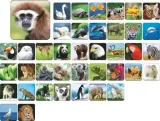 adamigo-zoo-memory-pamiec-stan-nowy