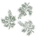 galazki-tuji-13cm-3szt
