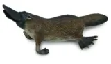 dziobak-australijski