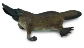 dziobak-australijski
