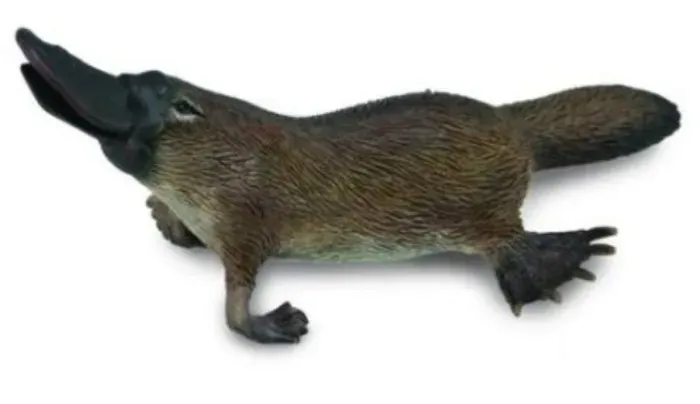 dziobak-australijski