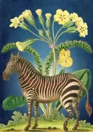 karnet-b6-z-koperta-zebra