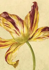 karnet-st444-b6-koperta-zolty-tulipan