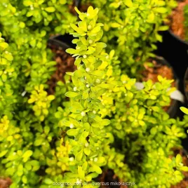 berberys-powwow-thunberga-berberis-kolumnowy-zmienia-kolor-na-zywoplot-c3