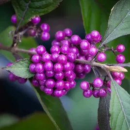 pieknotka-bodiniera-profusion-fioletowe-koraliki-zdobia-zima-c3