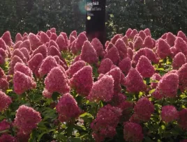 hortensja-bukietowa-pink-rose-duza-sadzonka-3l-c3