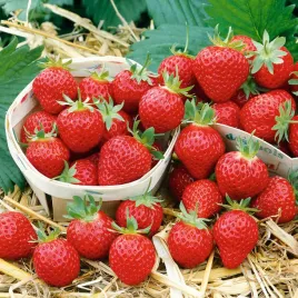 truskawka-tresca-nasiona-truskawki-slodkie-do-gruntu-i-donicy-20szt