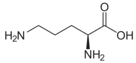 ornityna-aminokwas-ornithine-500g