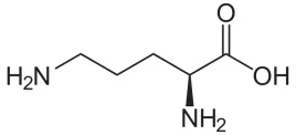 ornityna-aminokwas-ornithine-100g
