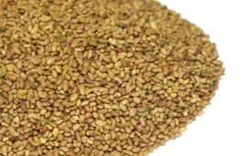 nasiona-na-kielki-kozieradka-20g-od-skworcu