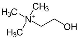 cholina-prekursor-acetylocholiny