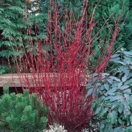 cornus-alba-sibirica-deren-bialy-1-szt-doniczka-c15