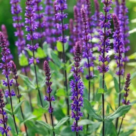 salvia-szalwia-omszona-caradonna-1-szt-doniczka-p11