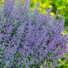nepeta-kocimietka-six-hills-giant-1-szt-p11