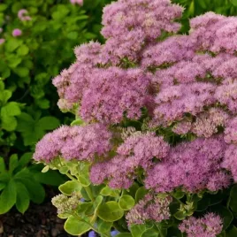 sedum-rozchodnik-brillant-1-szt-doniczka-p9