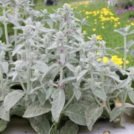 stachys-czysciec-welnisty-1-szt-doniczka-p9