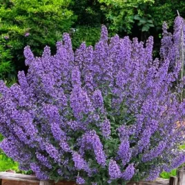 nepeta-kocimietka-walker-s-low-1-szt-doniczka-p11