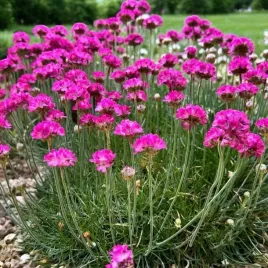 armeria-zawciag-splendens-1-szt-doniczka-p11