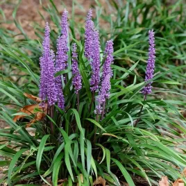 liriope-muscari-moneymaker-1-szt-doniczka-p9