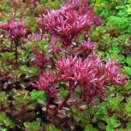 sedum-rozchodnik-kaukaski-purpurteppich-1-szt-doniczka-p14