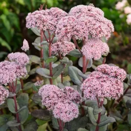 sedum-rozchodnik-okazaly-matrona-1-szt-c2