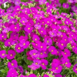 zagwin-drobny-florado-rose-red-1-szt-doniczka-p9