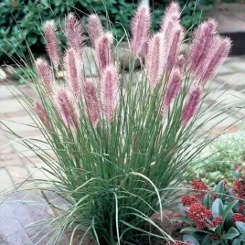 pennisetum-rozplenica-red-head-1-szt-doniczka-p12
