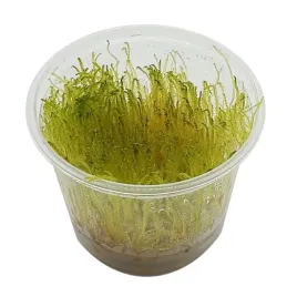 java-moss-in-vitro-kubek-10cm-mech-do-akwarium-paludarium