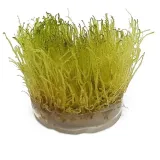 java-moss-in-vitro-kubek-10cm-mech-do-akwarium-paludarium-rodzaj-mchy-i-watrobowce