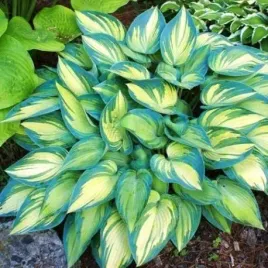 funkia-hosta-june-sadzonka-1l-p12