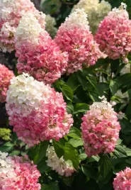 hortensja-bukietowa-living-pinky-promise-duza-sadzonka-3l-c3-przebarwia-sie