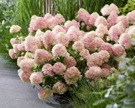 hortensja-bukietowa-duze-sadzonki-3l-living-candy-love-c3