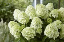hortensja-bukietowa-duza-sadzonka-3l-summer-snow-c3