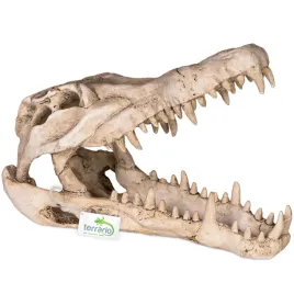 czaszka-krokodyla-do-terrarium-23x11x16-cm-terrario-crocodile-skull-xl