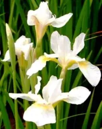 irys-syberyjski-white-swirl-biale-kwiaty-irysy-na-suche-stanowiska