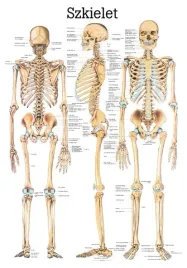 plansza-anatomiczna-szkielet-czlowieka-or-100x70