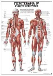 plansza-anatomiczna-punkty-spustowe-or-100-x-70