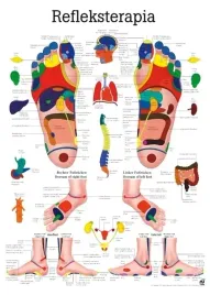 plansza-anatomiczna-refleksoterapia-stop-or-100-x-70