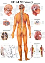 plansza-anatomiczna-uklad-nerwowy-or-100x70-cm