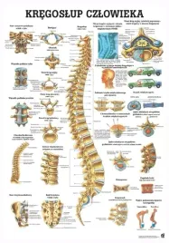 plansza-anatomiczna-kregoslup-czlowieka-or-100x70